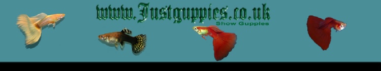 justguppies.uk